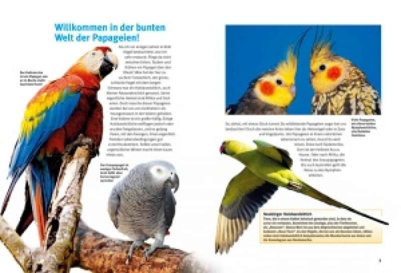 Preview: Entdecke die Papageien